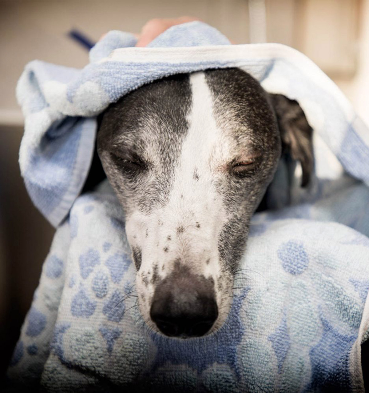 Dog Grooming in Sheffield Chesterfield