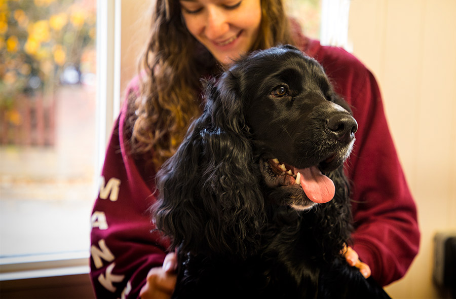 Dog Groomer Chesterfield