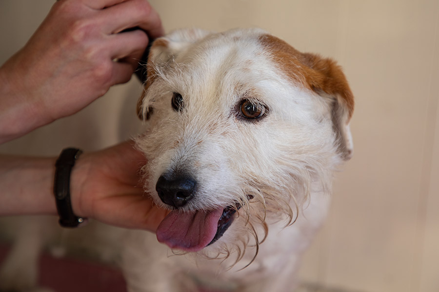 Dog Groomer Chesterfield