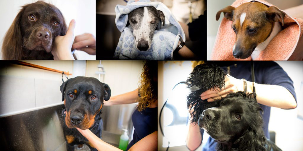 Dog Groomer Chesterfield